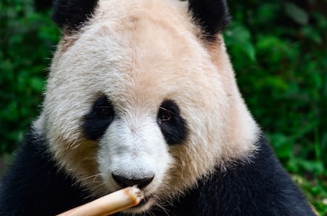 大熊猫的资料介绍(让你了解大熊猫的十个神奇特性)