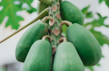 详解木瓜的功效与作用禁忌，不同人群吃的副作用有何区别？
