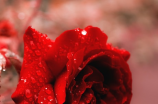 浪漫玫瑰——最适合表达爱意的花语之一