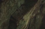 探秘光泽苔藓：自然美的代表