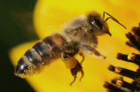 杀人蜂(杀人蜂盛行！如何预防蜜蜂叮咬及应急处理？)