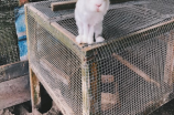耳东兔子：中国南方的特有物种